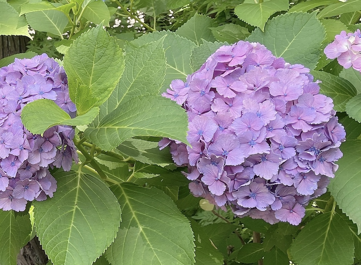 雨の季節になりました。